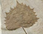 Miocene Fossil Fish & Leaf (Platanus) Plate - Nebraska #131093-3